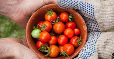 agritech startups in italy