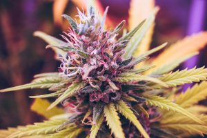 cannabis business in italy 3