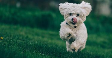 cannabis for pets startup