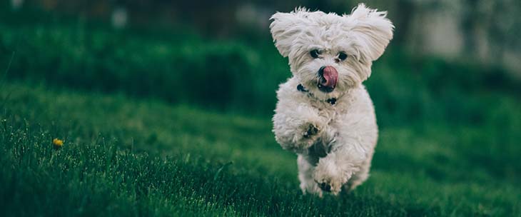 cannabis for pets startup
