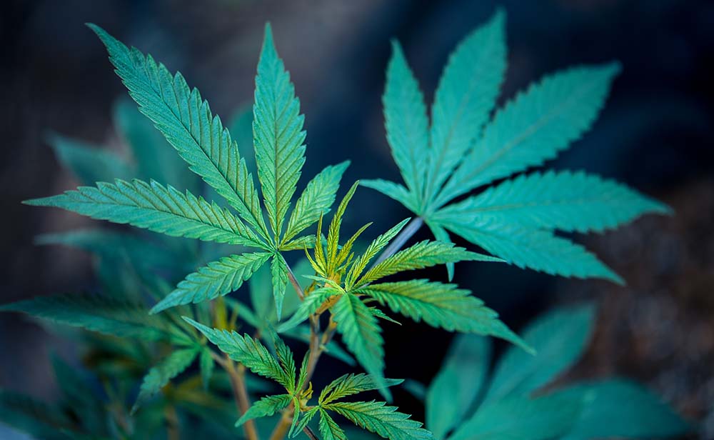 cannabis oil weedentity