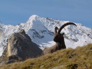 italian national parks gran paradiso mountain goat incentive travel