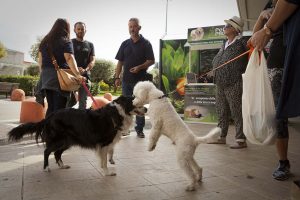 maxi zoo evento cani