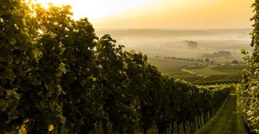 move to italy header