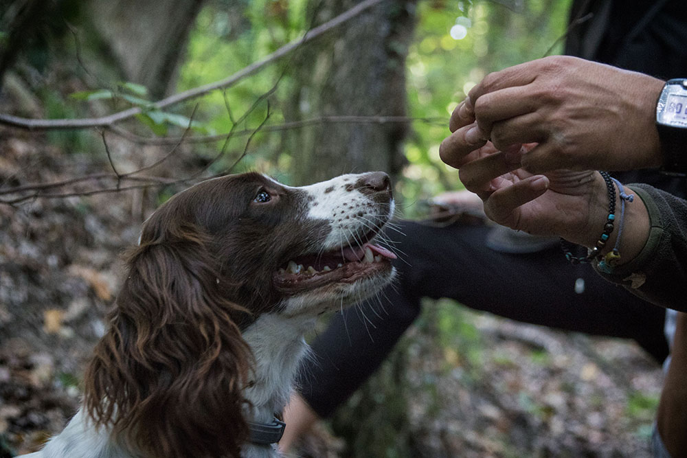 organizzare un team building cani da tartufo