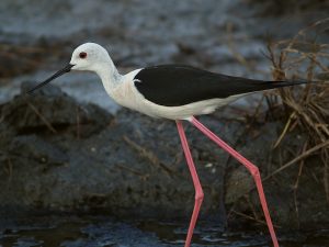 parma-black-winged-stilt-bird-sanctuary