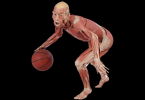 real bodies milan basket