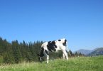 trentino dolomites cow