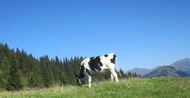 trentino dolomites cow