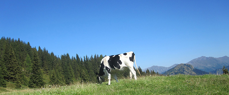 trentino dolomites cow